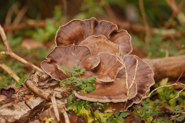 Una bella grigliata?